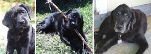 10 imádnivaló kutyás kép, melyek között évek teltek el