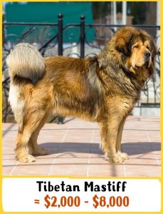 Tibeti masztiff