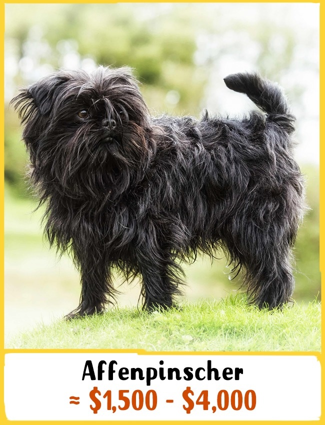 Affenpinscher 