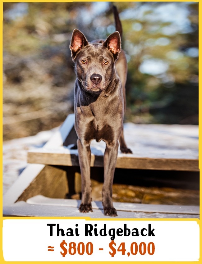 Thai ridgeback