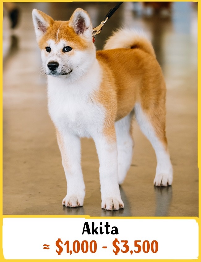 Akita 