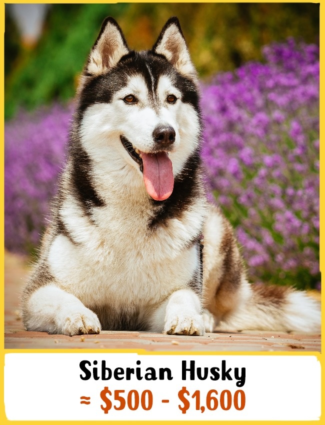 2) Szibériai husky