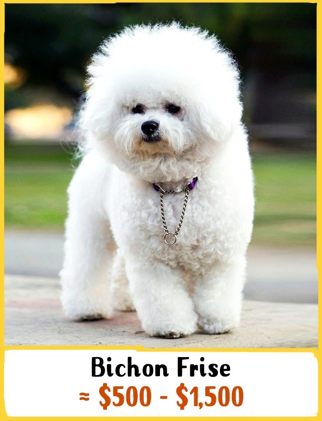 1) Bichon frisé