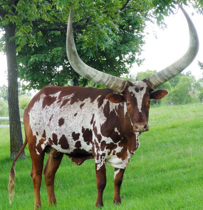 Ankole-Watusi marha