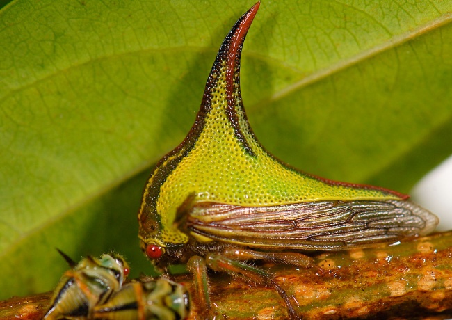 Umbonia spinosa