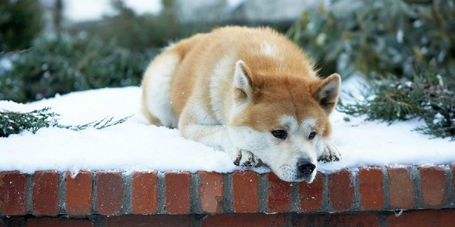 Hacsi – A leghűségesebb barát /Hachiko: A Dog’s Story, 2009/