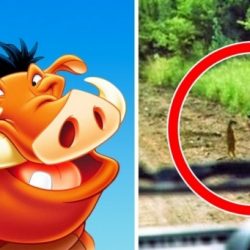 10 Disney-karakter, aki a szemünk láttára kelt életre