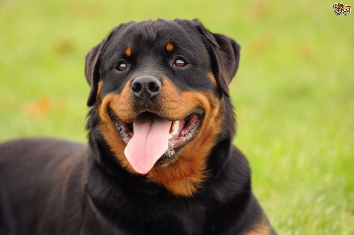 Rottweiler