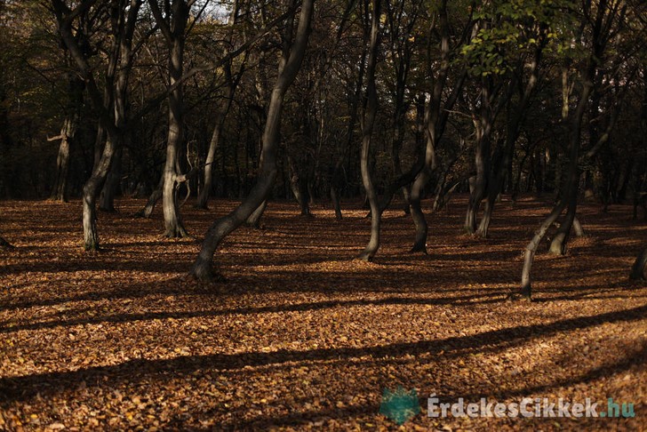 Hója-erdő (Pădurea Hoia), Románia