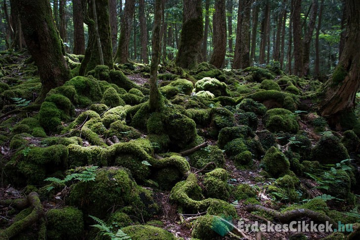 Aokigahara erdő, Japán