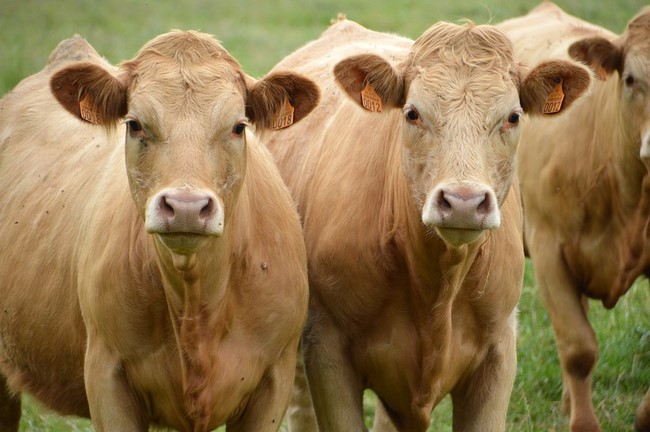 20 állat, amely a legtöbb embert öli meg a földön