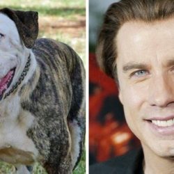 12 kutya, aki megszólalásig hasonlít egy hollywoodi sztárra